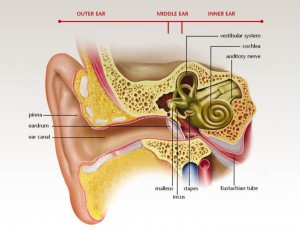 This image has an empty alt attribute; its file name is Earpicture1-300x231.jpg